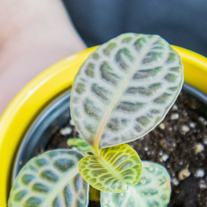 Labisia Turtle Back leaf with variegation in a yellow pot