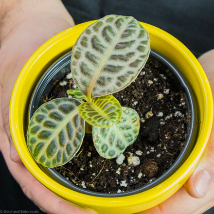 Labisia Turtle Back leaves up close