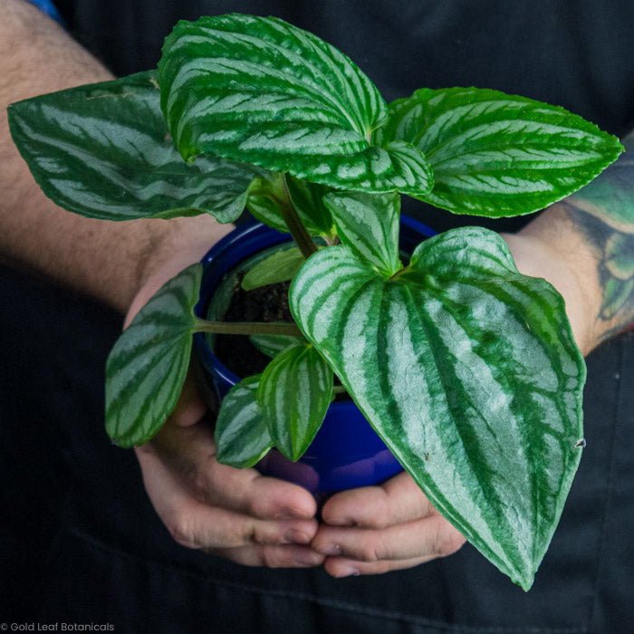 Peperomia Sulcata Held In a plant growers hands