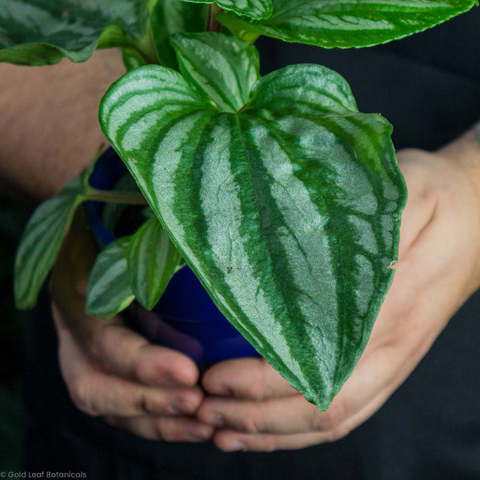 Peperomia Sulcata watermelon leaf close up