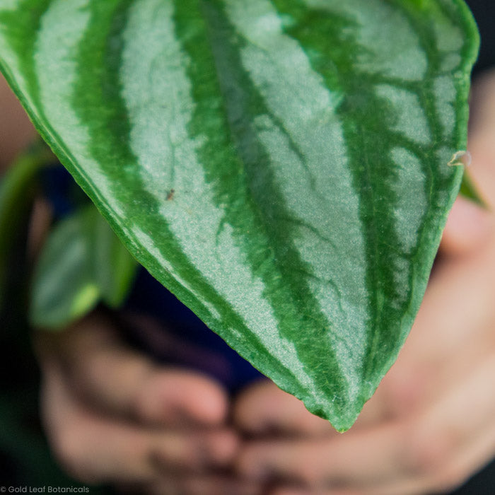 Peperomia Sulcata tip of the leaf