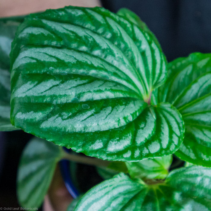 Peperomia Sulcata leaves close up