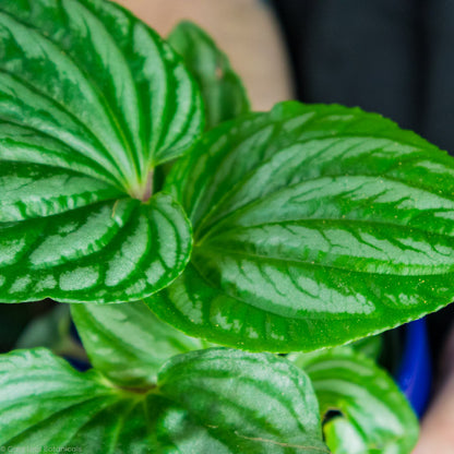 Peperomia Sulcata Variegation 