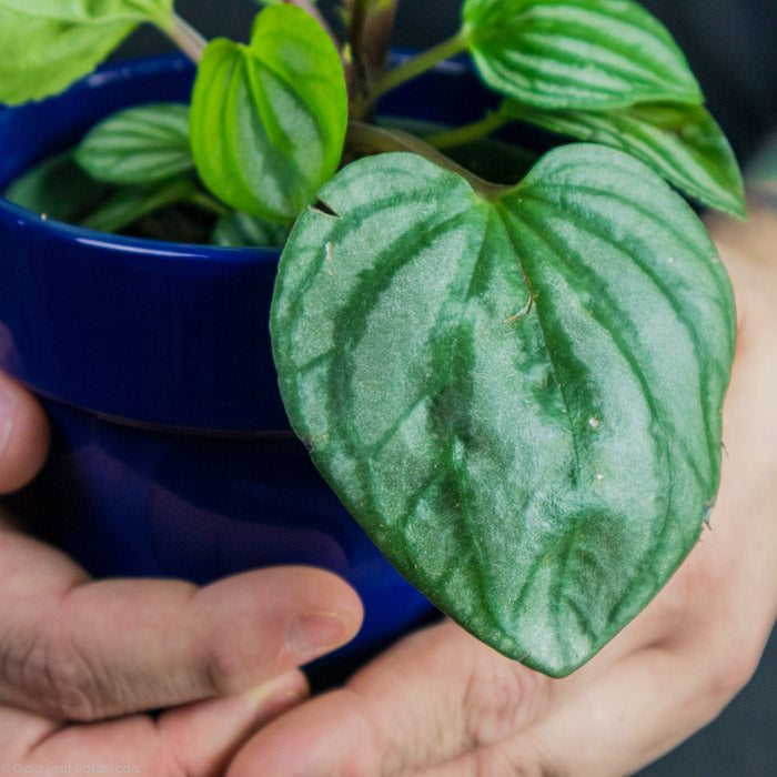 Peperomia Sulcata