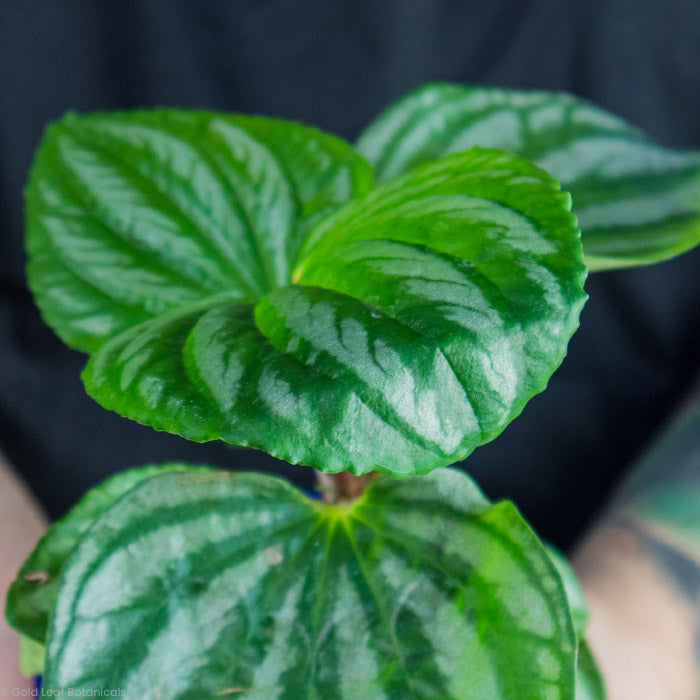 Peperomia Sulcata