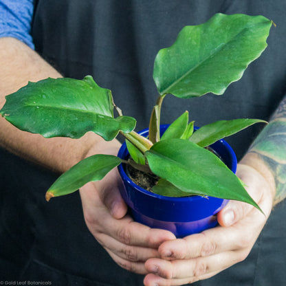 Philodendron Chocolate Empress Being held by a plant store owner