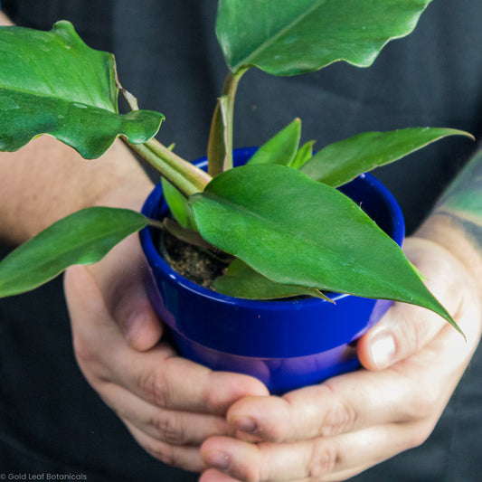 Philodendron Chocolate Empress Being held by a plant store owner