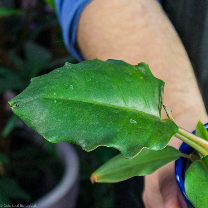 Philodendron Chocolate Empress for sale in ontario