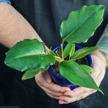 Philodendron Chocolate Empress in a blue pot for sale