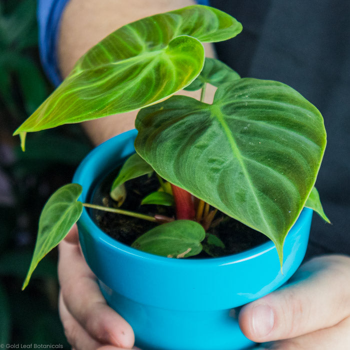 Philodendron El Choco Red Being held by a man