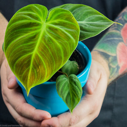 Philodendron El Choco Red Plant for Sale in Ontario