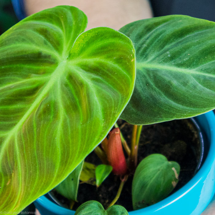 Philodendron El Choco Red Leaves with patterns, in a plant shop