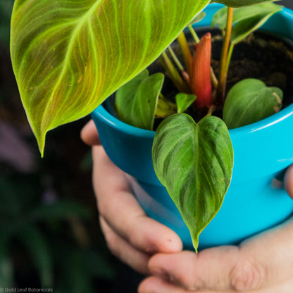 Philodendron El Choco Red zoomed in on a leaf