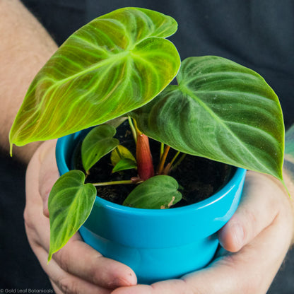 Philodendron El Choco Red being held by the owner of a plant shop