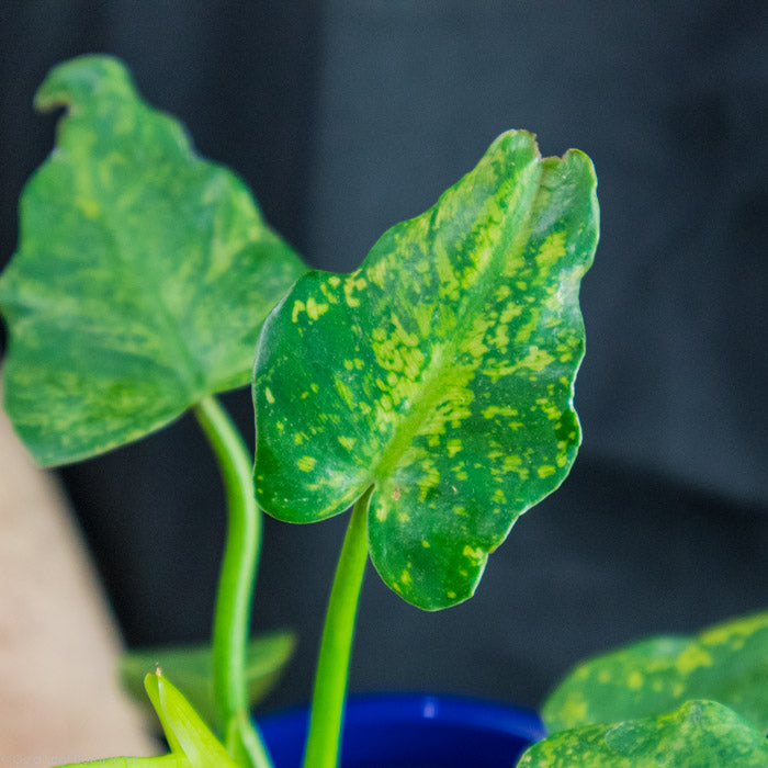 Philodendron Golden Dragon Variegated plant for sale in ontario