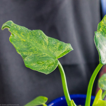 Philodendron Golden Dragon Variegated patterns on their leaves