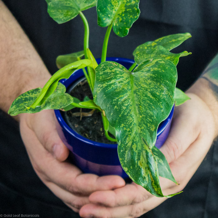 Philodendron Golden Dragon Variegated in a blue pot being held by a plant lover