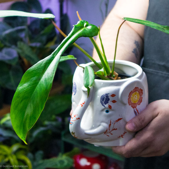 Philodendron Joepii