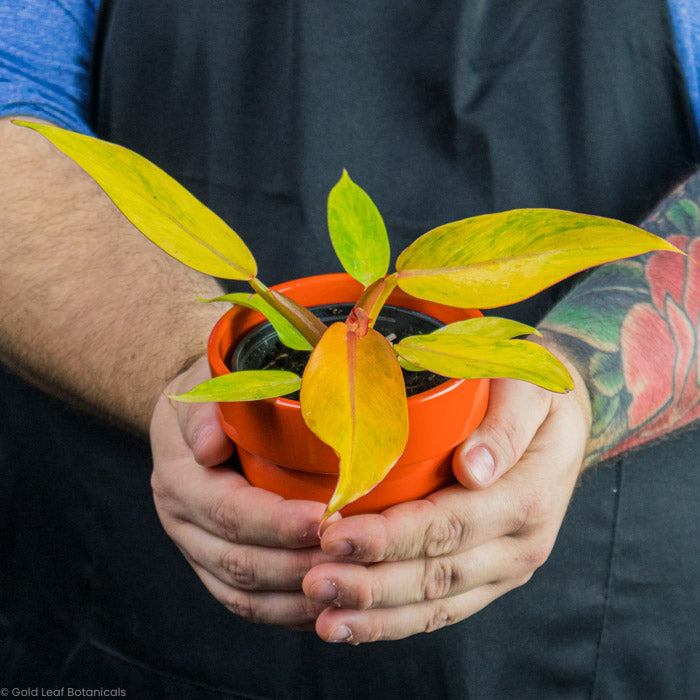 Philodendron Orange Marmalade