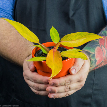 Philodendron Orange Marmalade