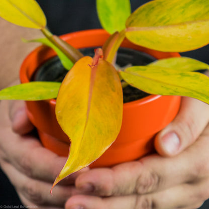 Philodendron Orange Marmalade