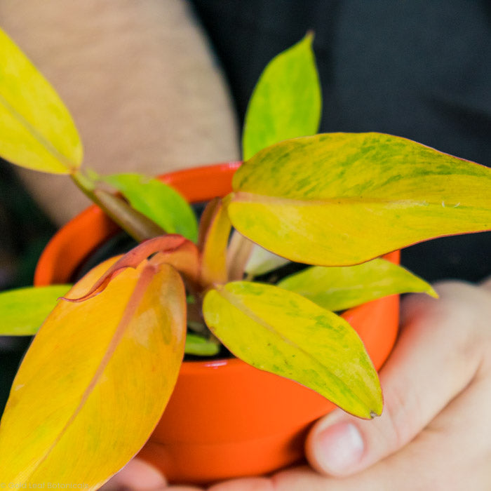 Philodendron Orange Marmalade