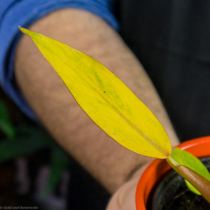 Philodendron Orange Marmalade