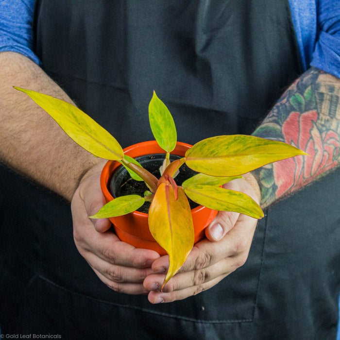 Philodendron Orange Marmalade