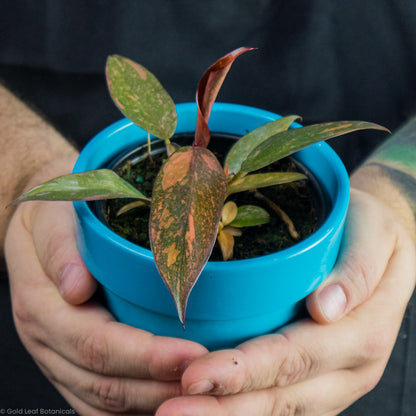 Philodendron Orange Princess Plant Being Held