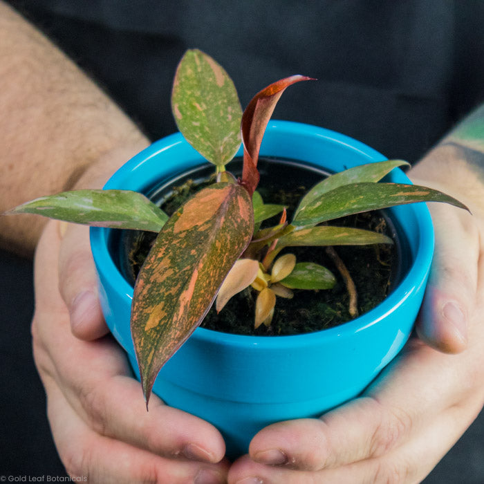 Philodendron Orange Princess In a blue pot