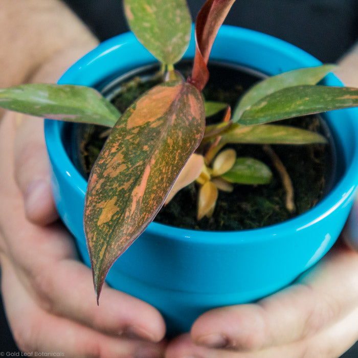 Philodendron Orange Princess Leaf up close