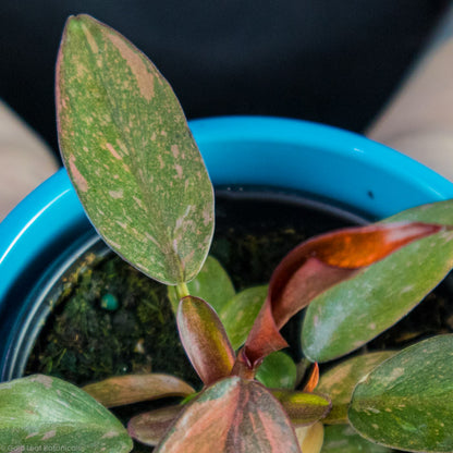 Philodendron Orange Princess Orange Leaf CLose Up