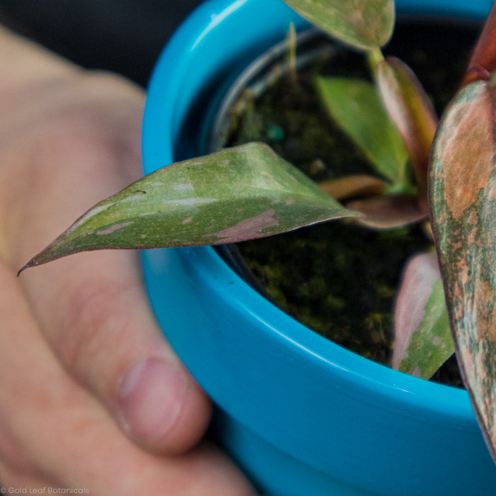 Philodendron Orange Princess Varigation Close Up