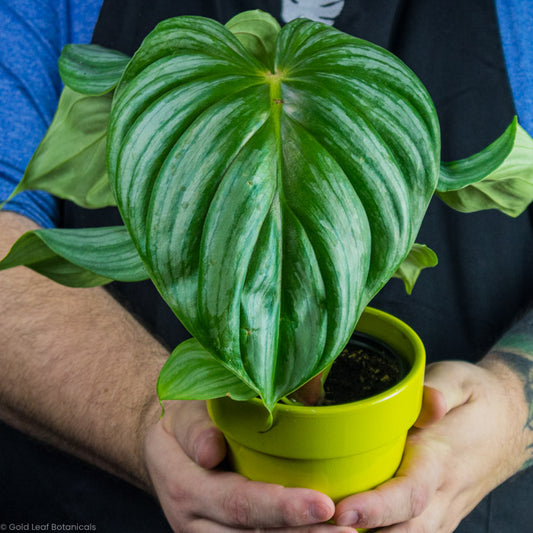 Philodendron Plowmanii plant being held by a plant store owner in a yellow pot