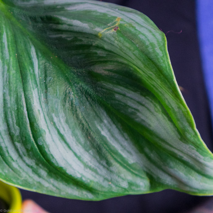 Philodendron Plowmanii plant leaf up close