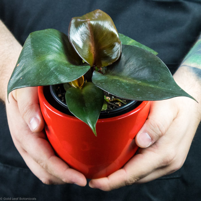 Philodendron Red Heart in a red pot being held by a plant shop owner