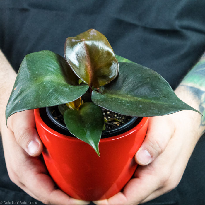 Philodendron Red Heart being held by a plant lover