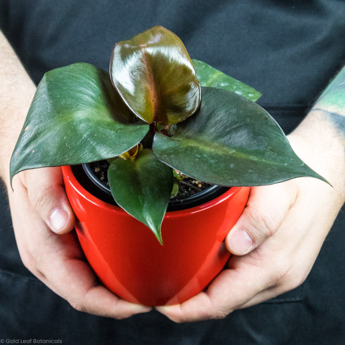 Philodendron Red Heart for sale in ontario canada