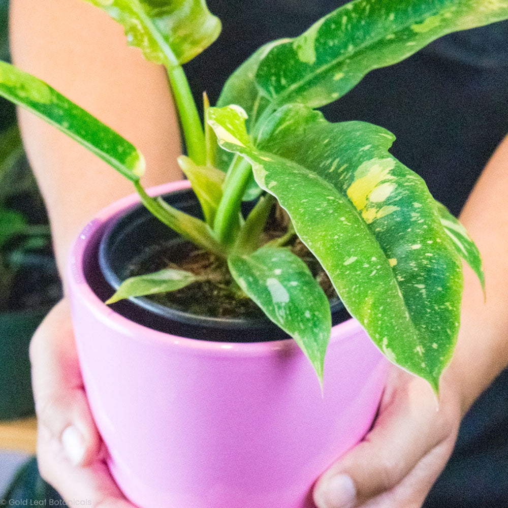 Woman holding a plant in a pink pot inside a plant store