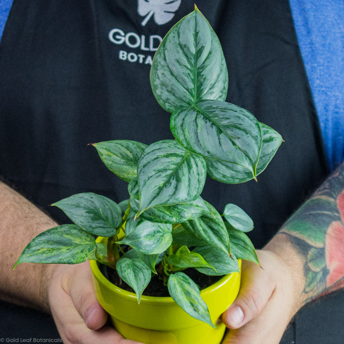 Philodendron Sodiroi Variegated in a yellow pot being held by a plant shop owner with tattoos