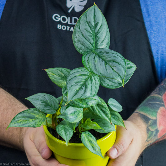 Philodendron Sodiroi Variegated in a yellow pot being held by a plant shop owner with tattoos