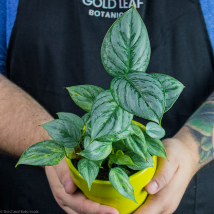 Philodendron Sodiroi Variegated in a yellow pot for sale in Waterloo ONtario