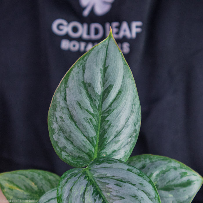 perfect photo of a Philodendron Sodiroi Variegated leaf