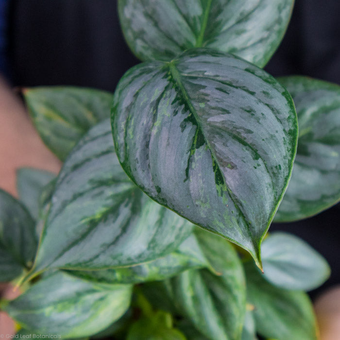 close up shot of a Philodendron Sodiroi Variegated leaf tip