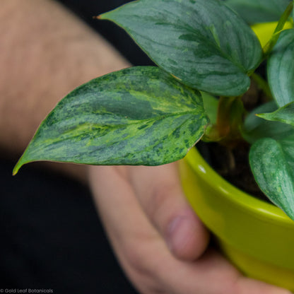 Philodendron Sodiroi Variegated zoomed in on its varigation