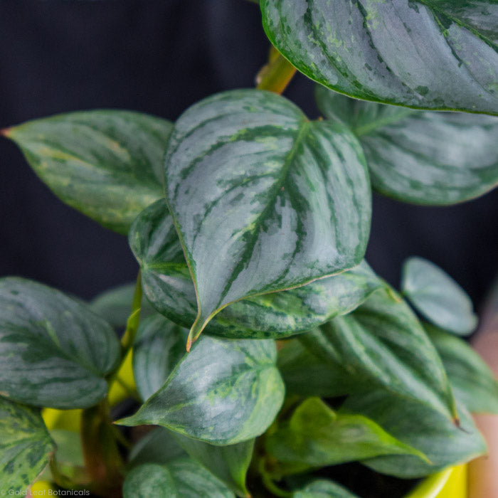 Philodendron Sodiroi Variegated leaf up close showing its gorgeous patterns