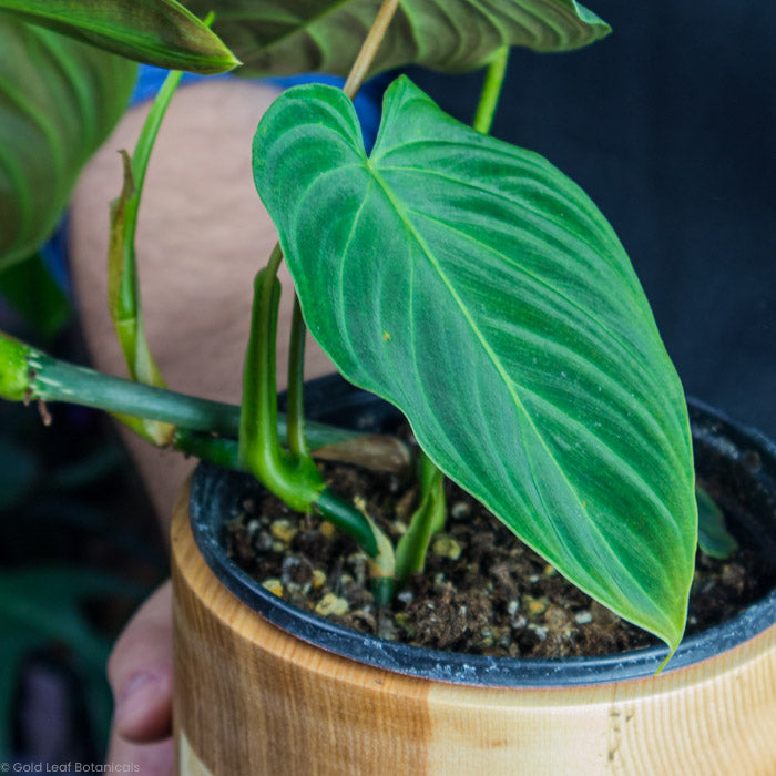 Philodendron Splendid