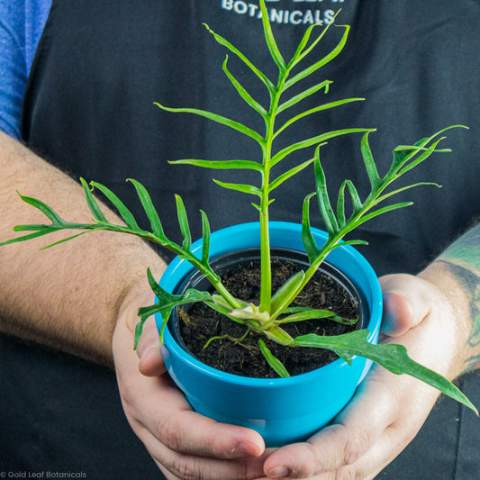 Philodendron Tortum plant being held by a plant store owner