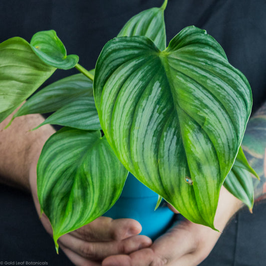 Philodendron Pastazanum plant care guide and growing instructions