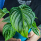 Philodendron Pastazanum being held by a plant store owner